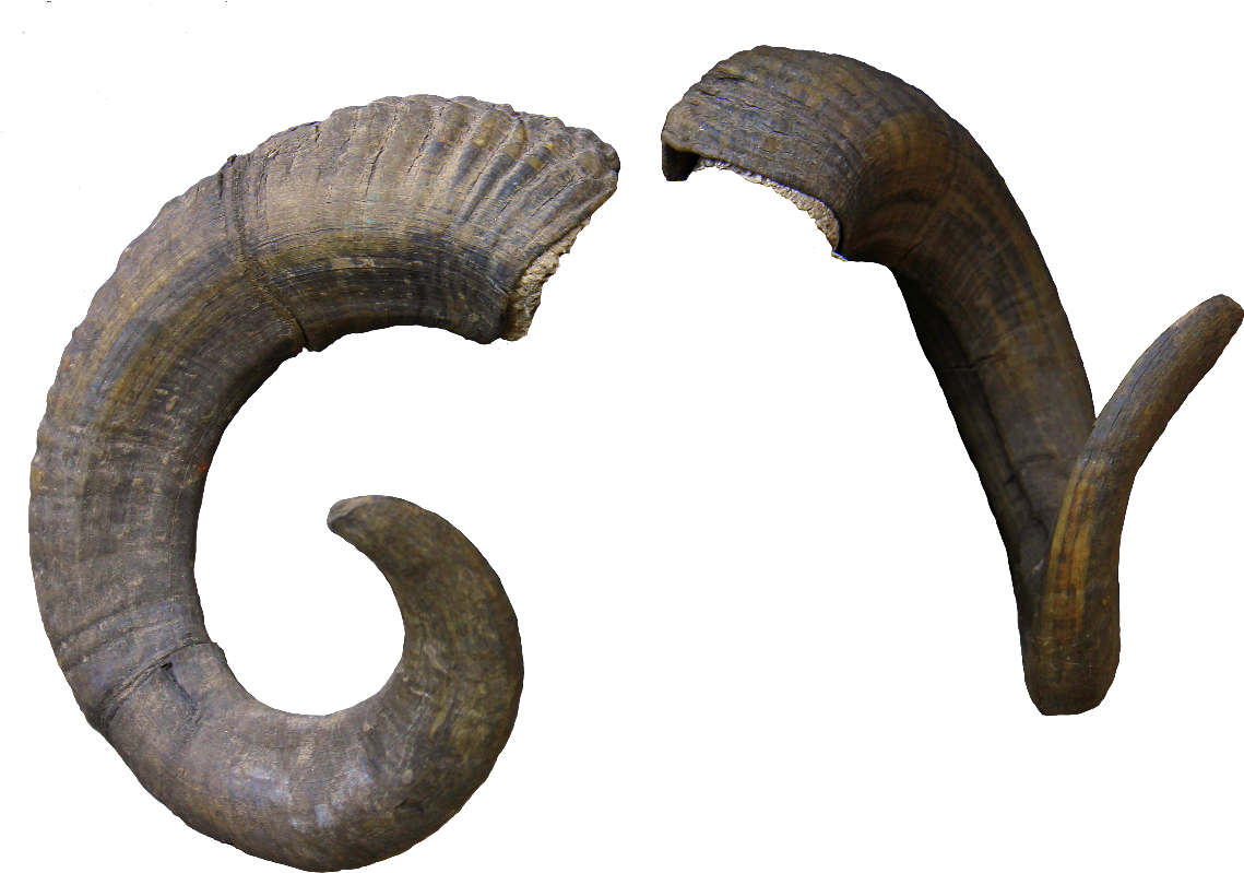 Curved Goat Horns Transparent Background PNG