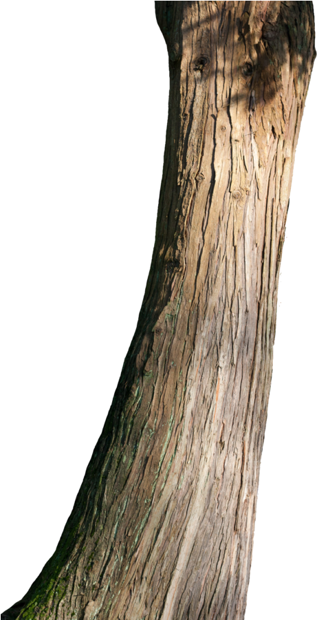 Curved Tree Trunk Texture PNG