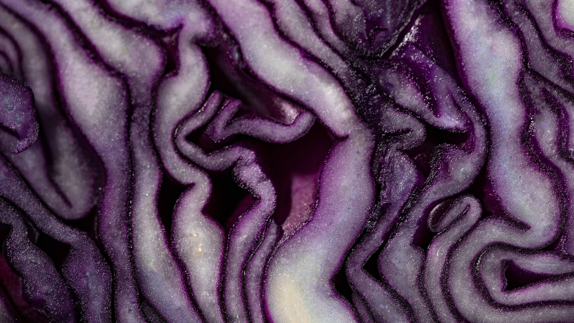Curves Cabbage Wallpaper
