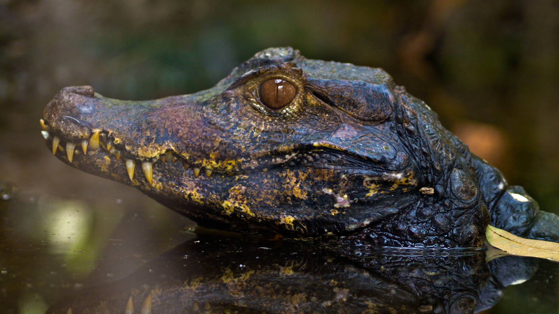 Majestic Curvier's Dwarf Alligator Lurking in Water Wallpaper