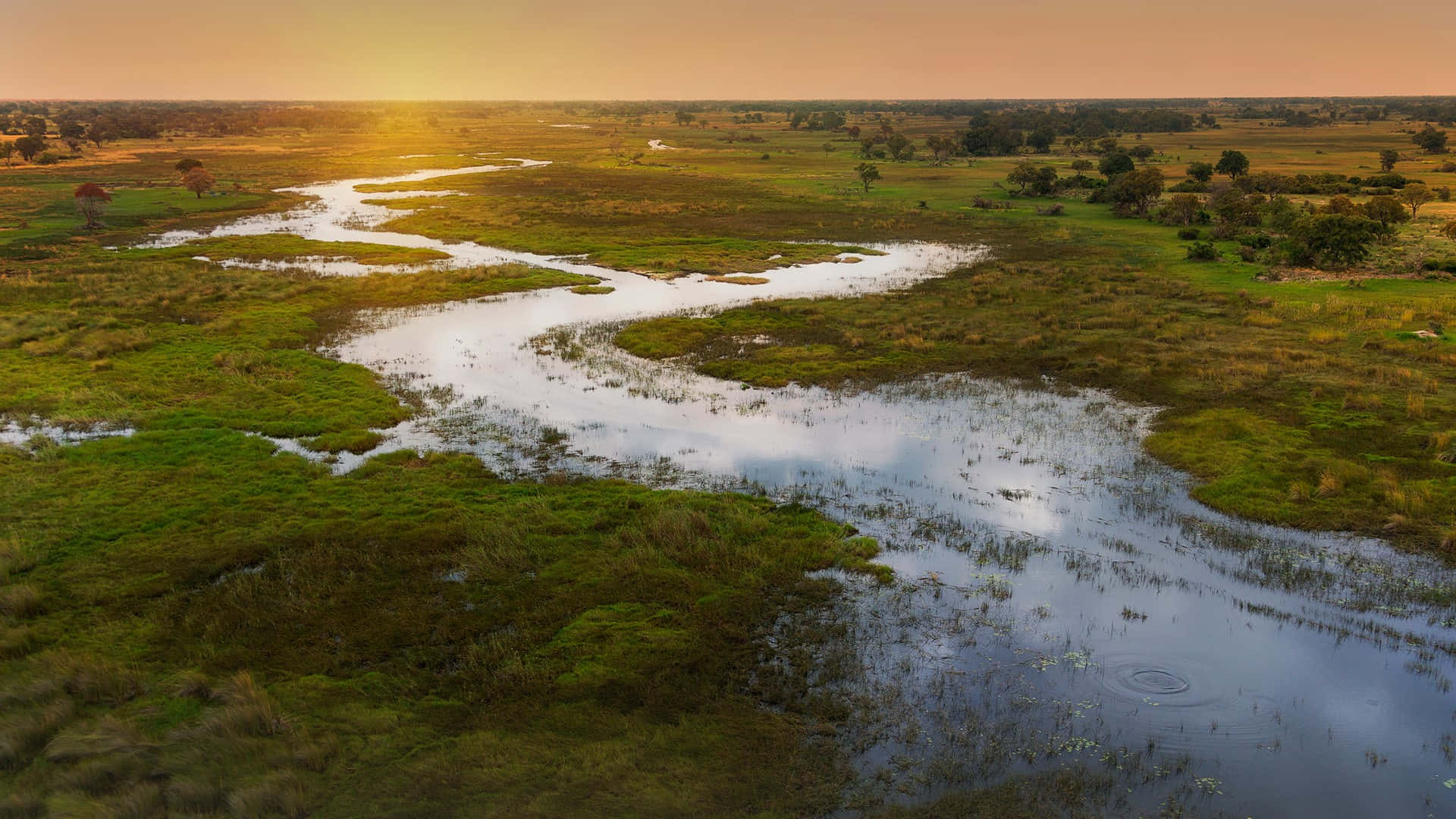 Curving Wetlands Of The Okavango Delta Picture