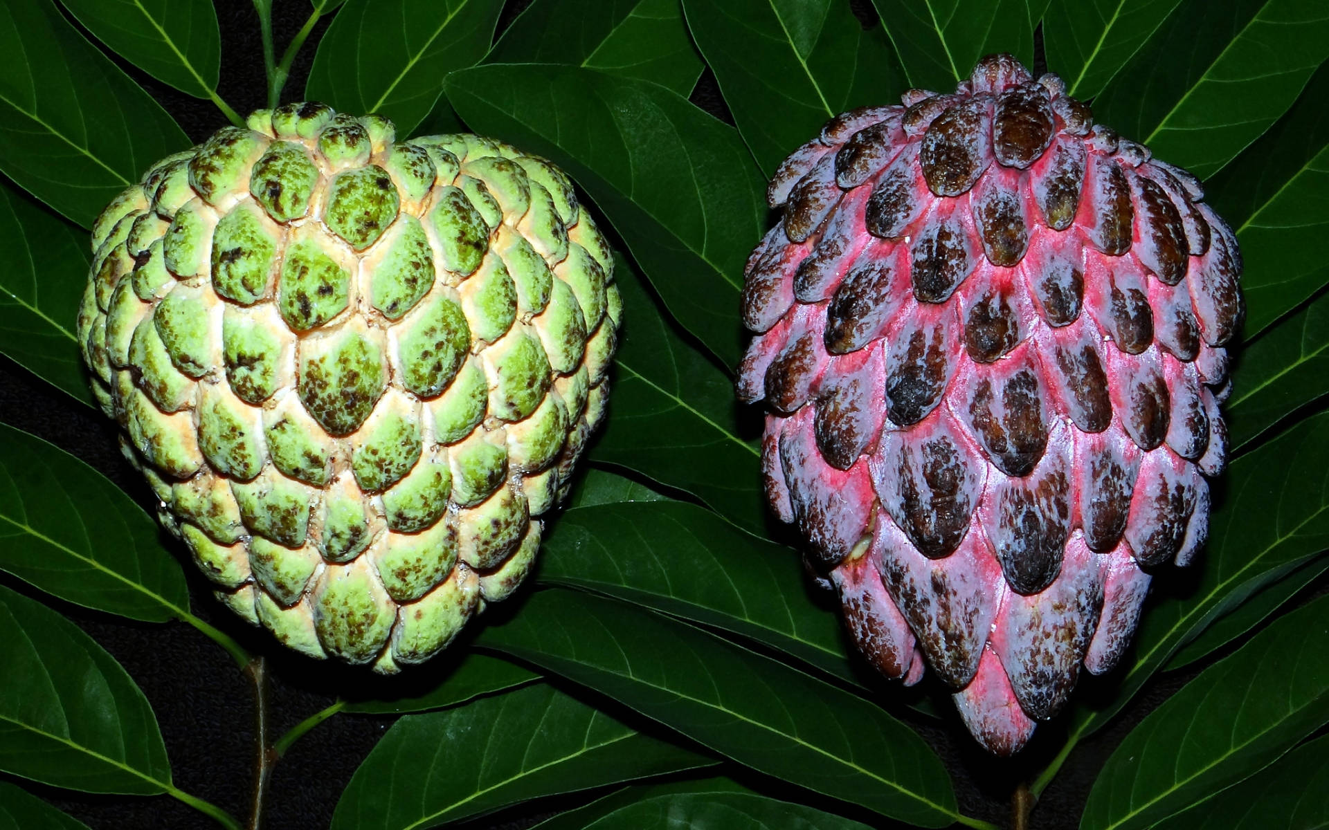 Custard Apples Pale Green And Pink Wallpaper