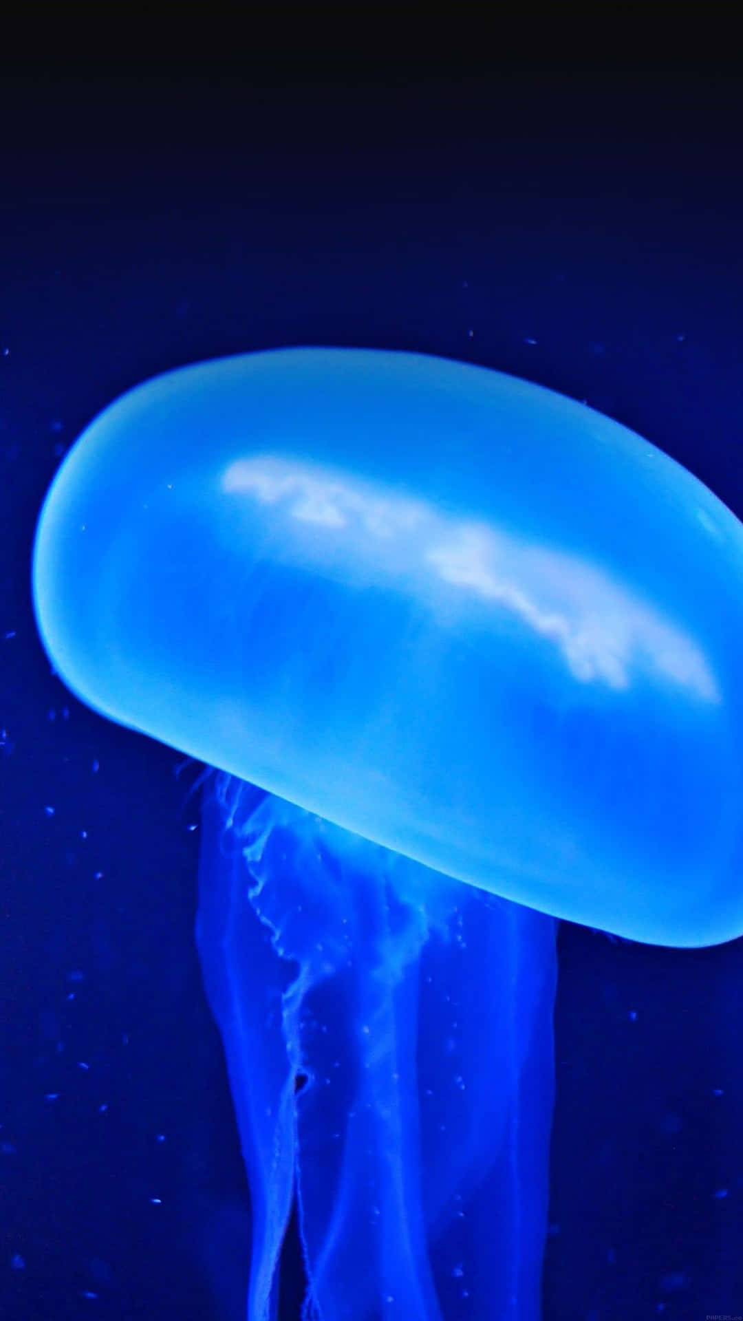 A Jellyfish Is Floating In The Dark Wallpaper