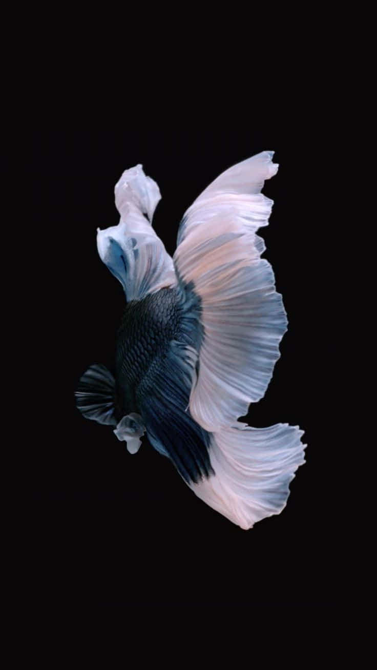 A Fish With White And Blue Fins On A Black Background Wallpaper