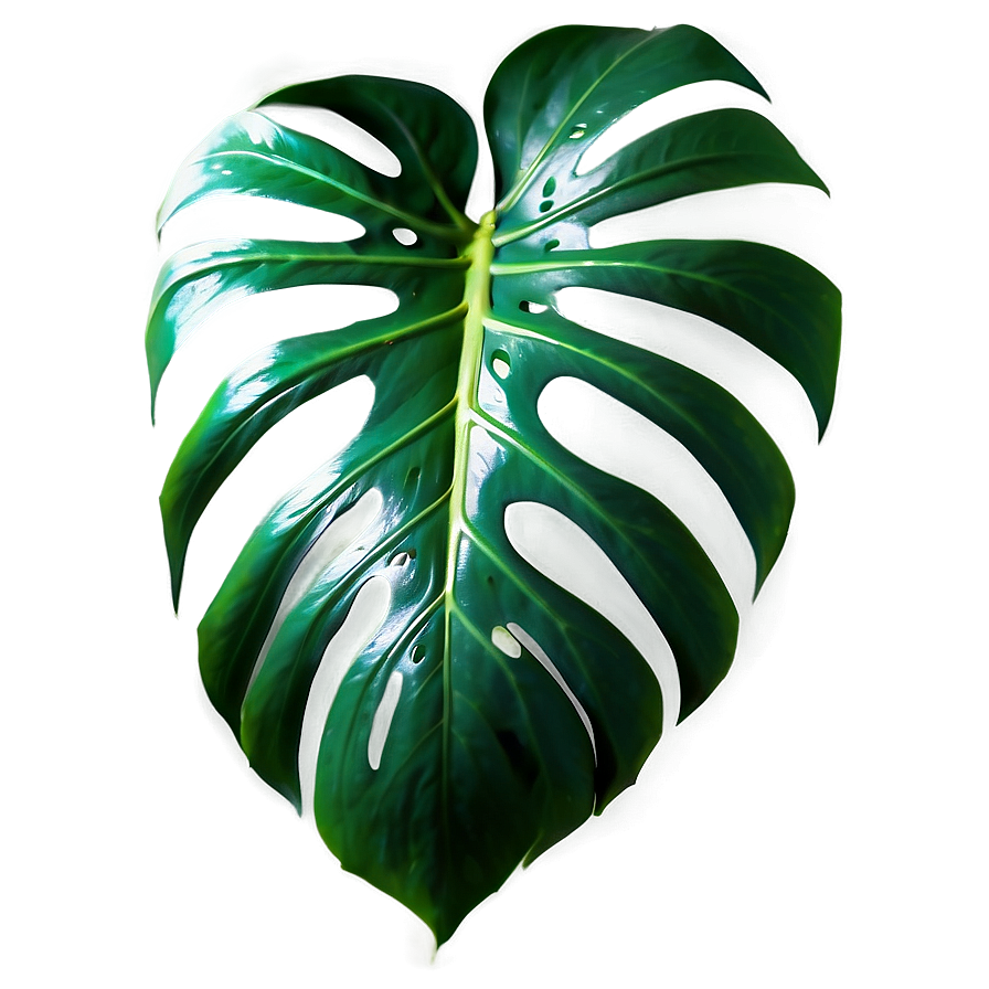 Cut Out Monstera Leaf Png 88 PNG