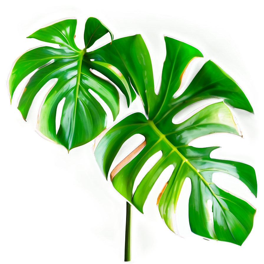 Cut Out Monstera Leaf Png Gna26 PNG