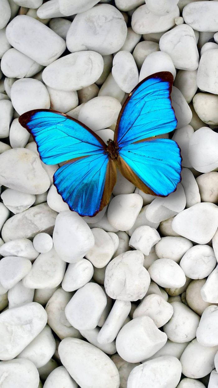 Cute 3D Phone Blue Butterfly Wallpaper