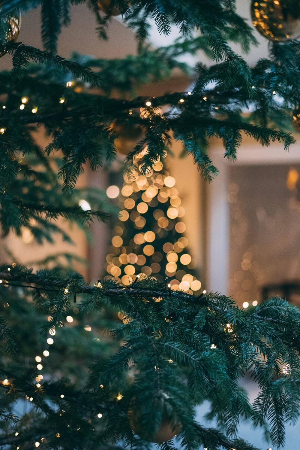 Sød æstetisk jule træ gren tapet Wallpaper