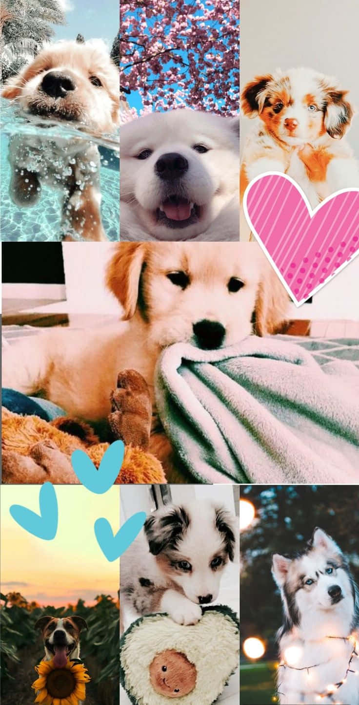 "This adorable doggo radiates with cute aesthetic vibes!"