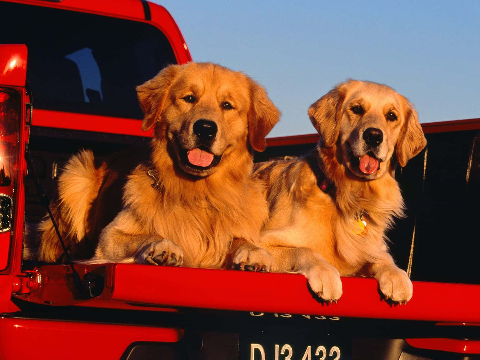 Two Dogs In The Back Of A Red Truck