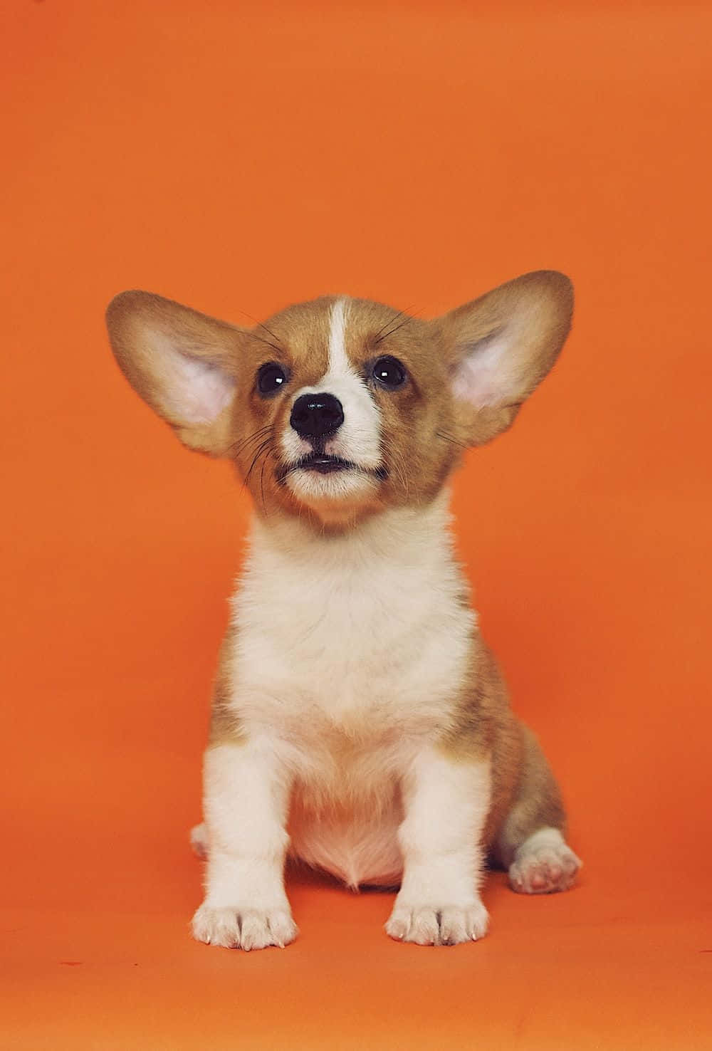 A Small Dog Is Sitting On An Orange Background