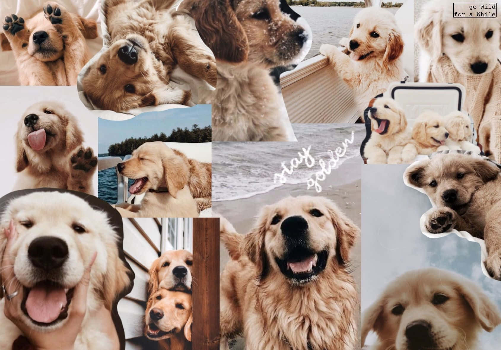 Dog Aesthetic Wallpapers  Wallpaper Cave