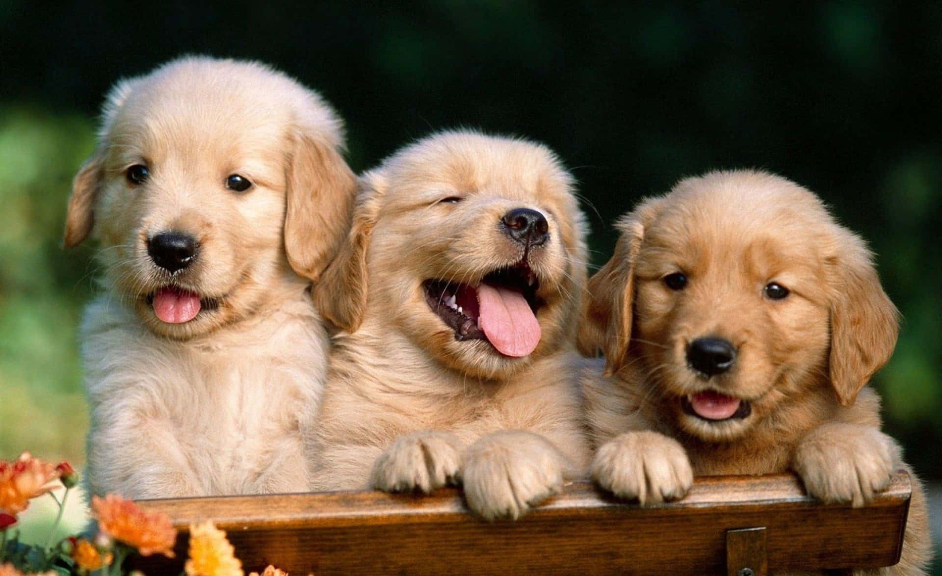 Cute dog  Preppy dog, Cute animals puppies, Cute dogs