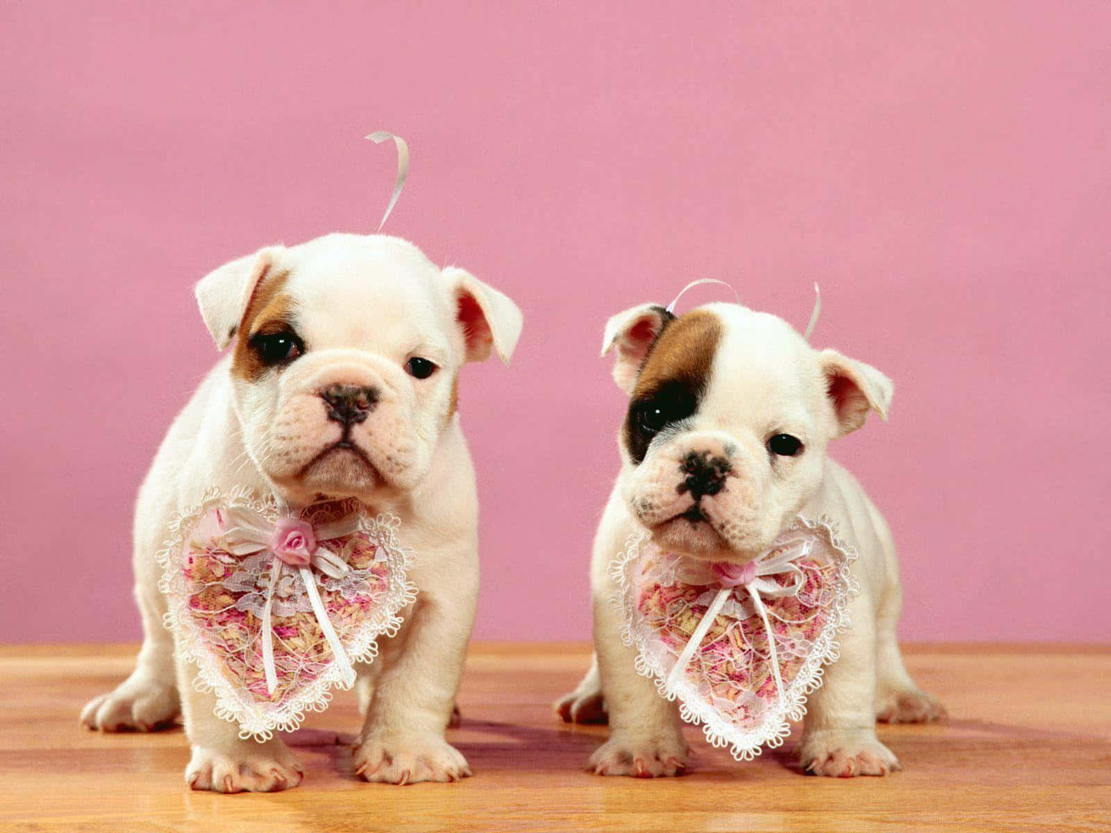 Two Puppies With Bows On Their Heads