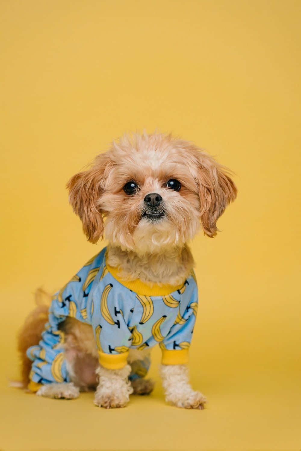 A Small Dog Wearing A Blue And Yellow Pajama Set