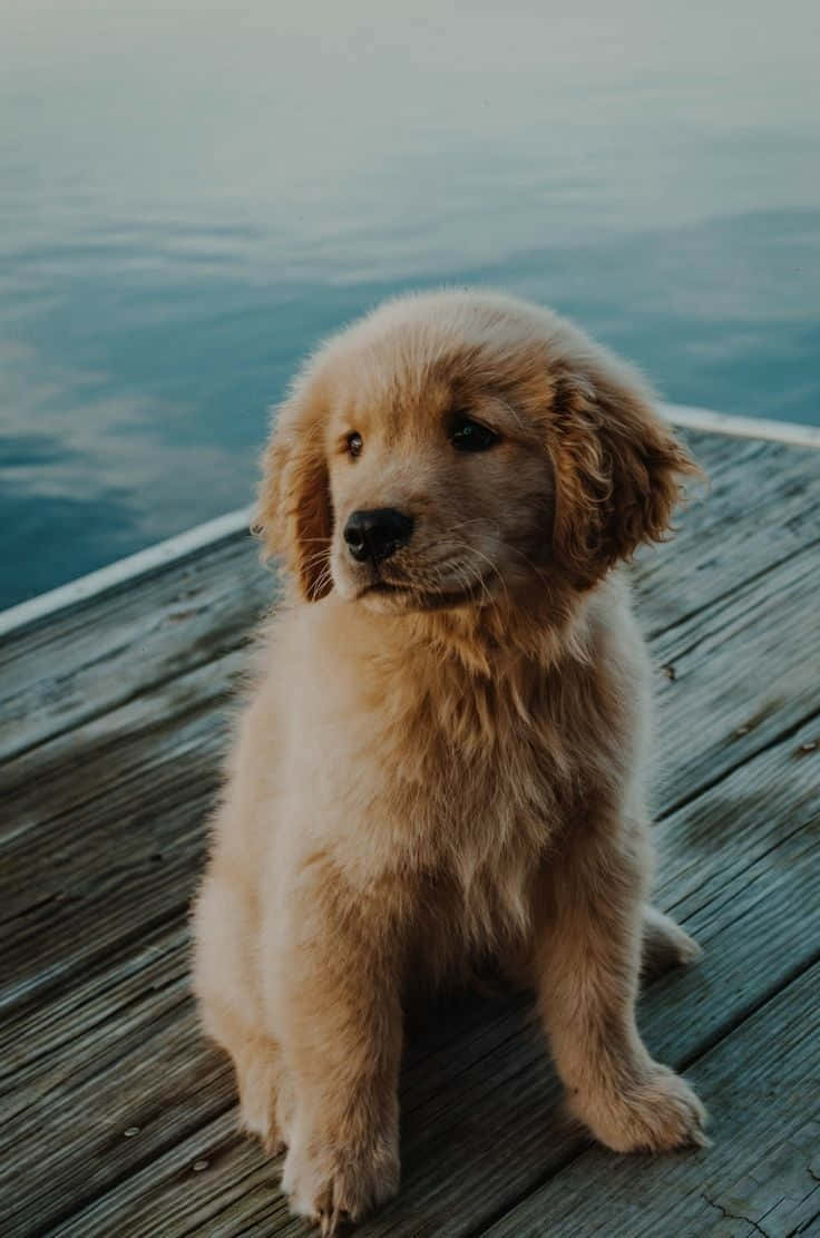 Download A beautiful and cute aesthetic dog enjoying an afternoon ...