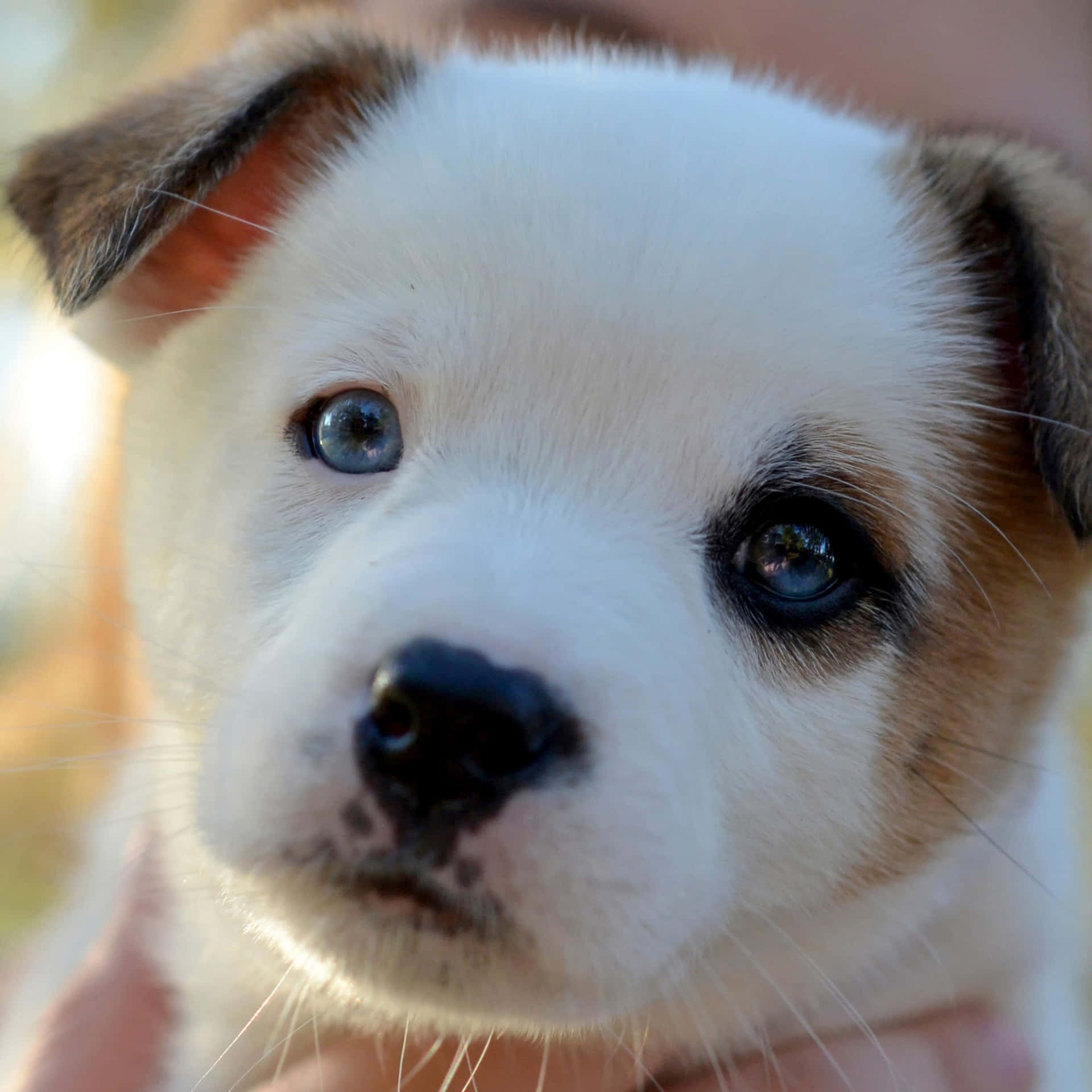 A Small White And Brown Puppy Is Being Held By A Person