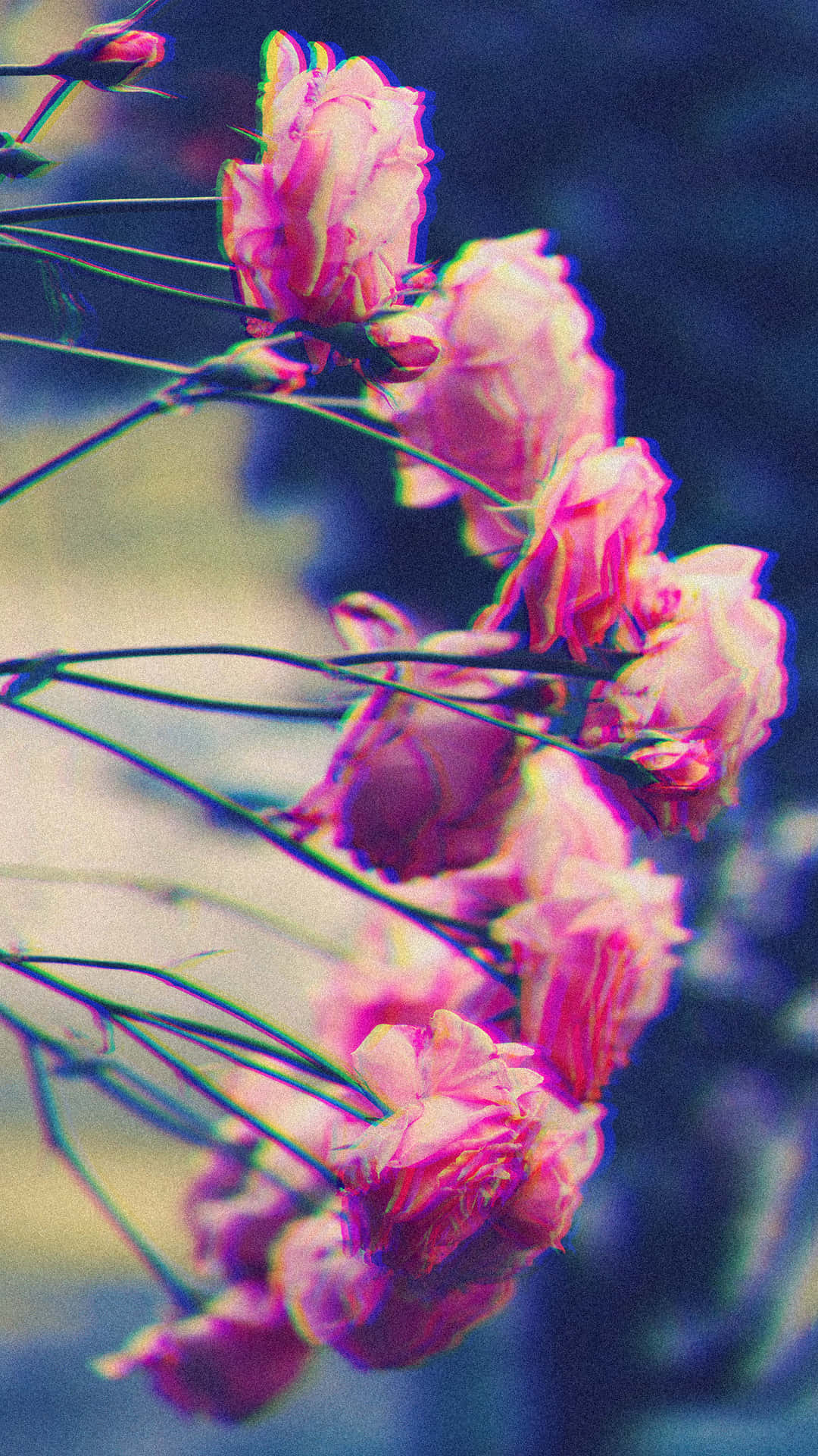 A beautiful flower with a cute aesthetic Wallpaper