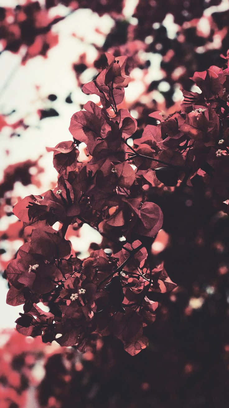A Close Up Of A Tree With Red Flowers Wallpaper