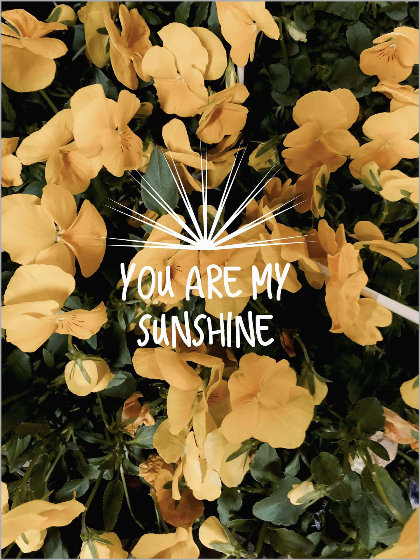 Dubist Mein Sonnenschein - Eine Gelbe Blume Mit Den Worten Du Bist Mein Sonnenschein Wallpaper