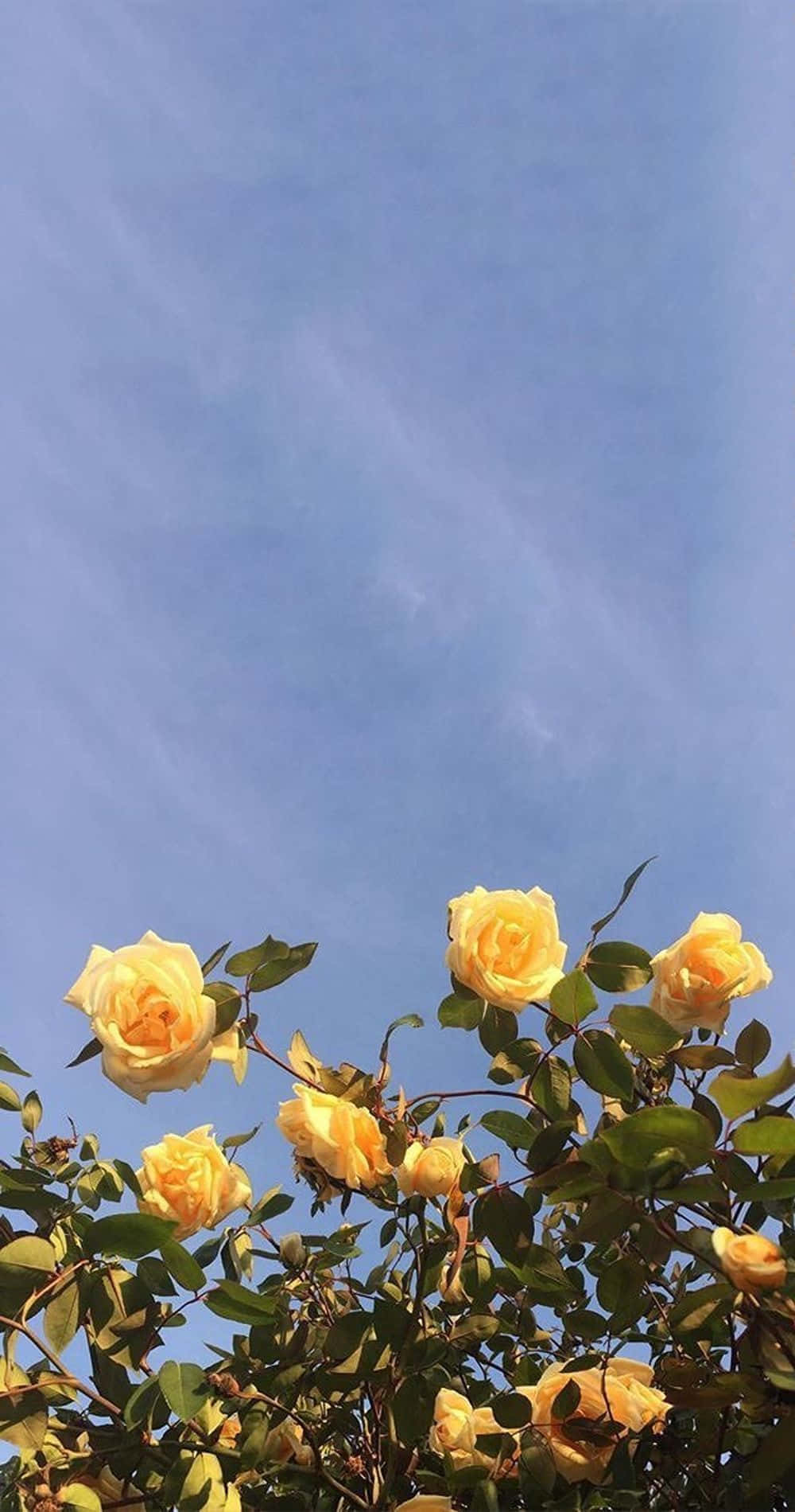 Wallpaper- Sød æstetisk blomst gul rose tapet Wallpaper