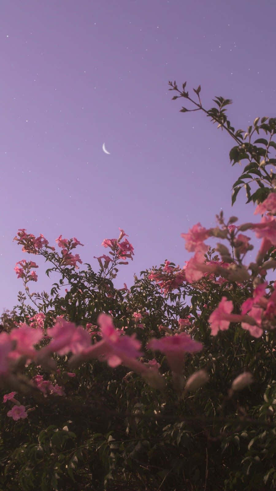 Flowers Aesthetic  Pink Wallpaper Download  MobCup