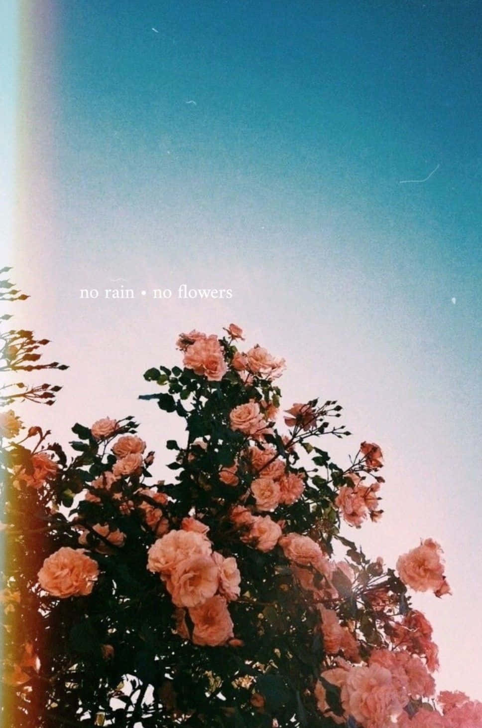 A Photo Of A Rose With The Words'the Flowers Are Blooming' Wallpaper