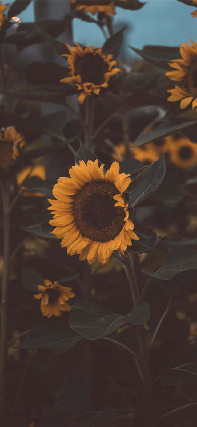 Sunflowers In The Field With A Dark Background Wallpaper