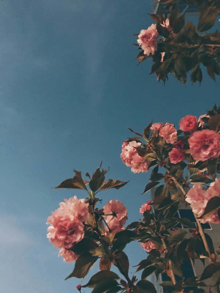 Pink blomster mod en blå himmel Wallpaper