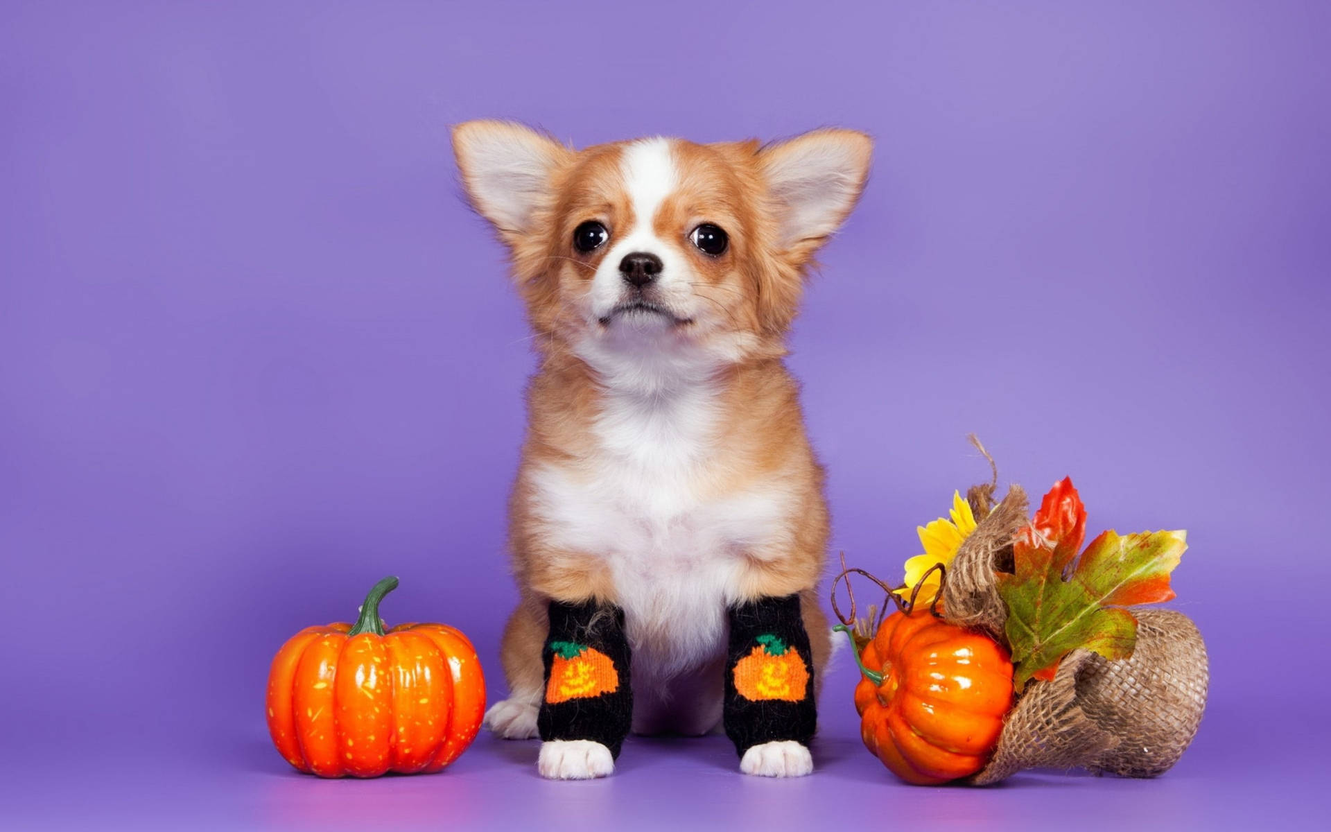 Niedlicherästhetischer Halloween-hund Wallpaper