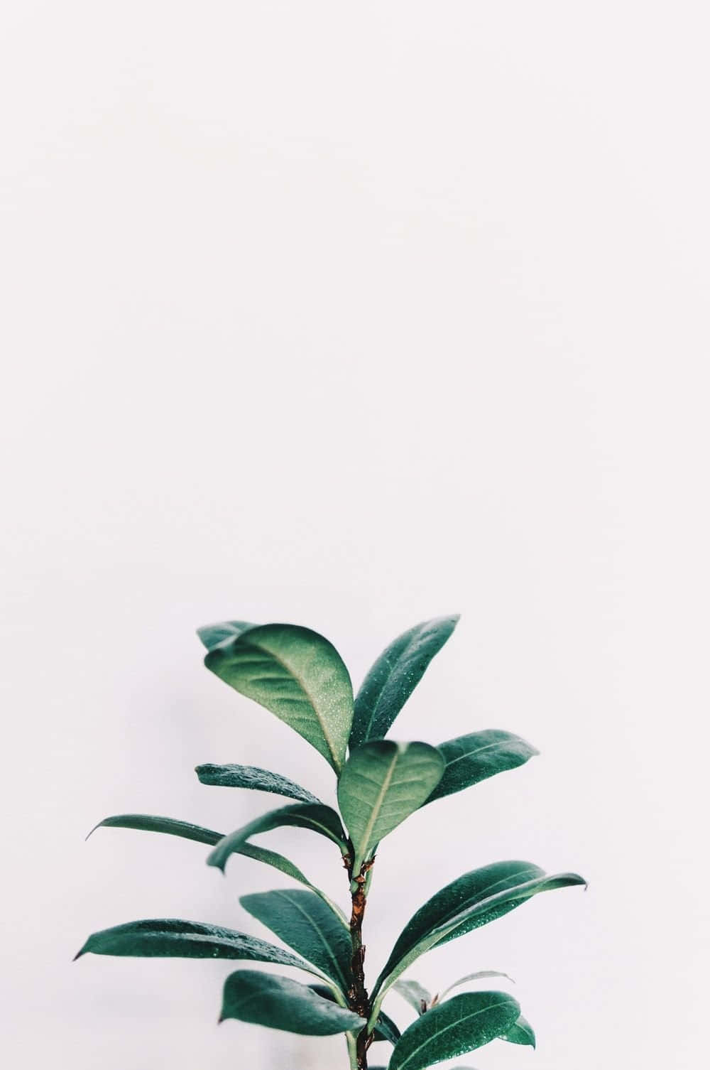 Enmajestätisk Saftig Växt Med En Fantastisk Estetisk. Wallpaper