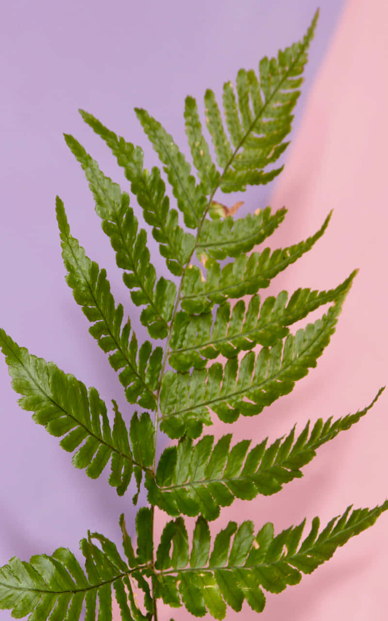 A Fern Plant On A Pink And Purple Background Wallpaper