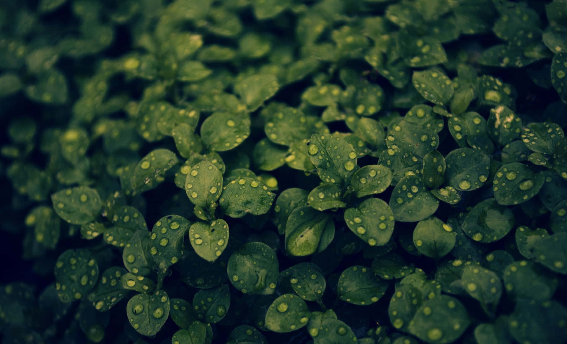 Dieseschöne Grüne Pflanze Sieht Atemberaubend Aus Und Verleiht Ihrem Raum Den Perfekten Ästhetischen Touch. Wallpaper