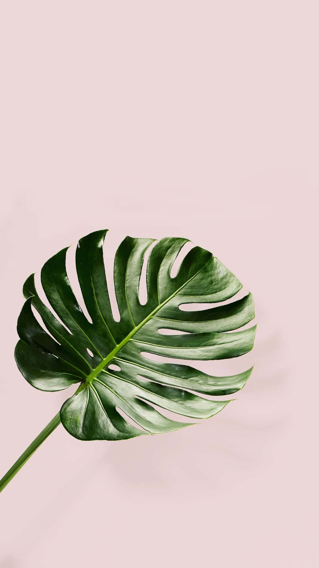 A Large Green Leaf On A Pink Background Wallpaper