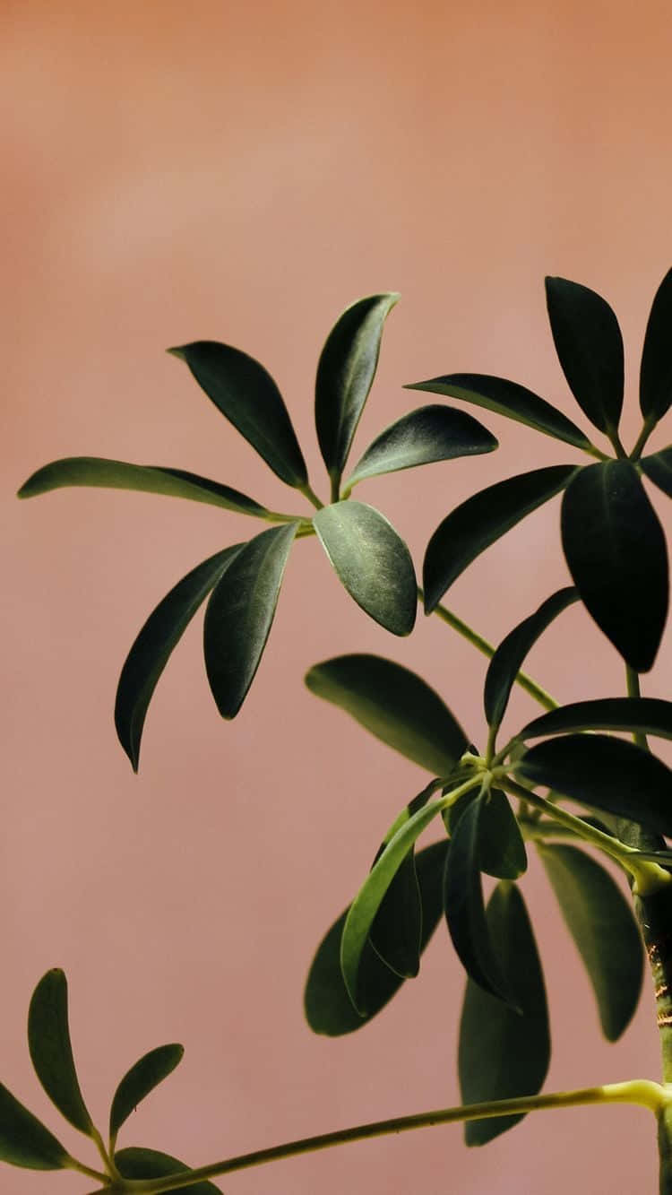 Tilføj noget grønt til dit liv med denne søde æstetiske plante. Wallpaper