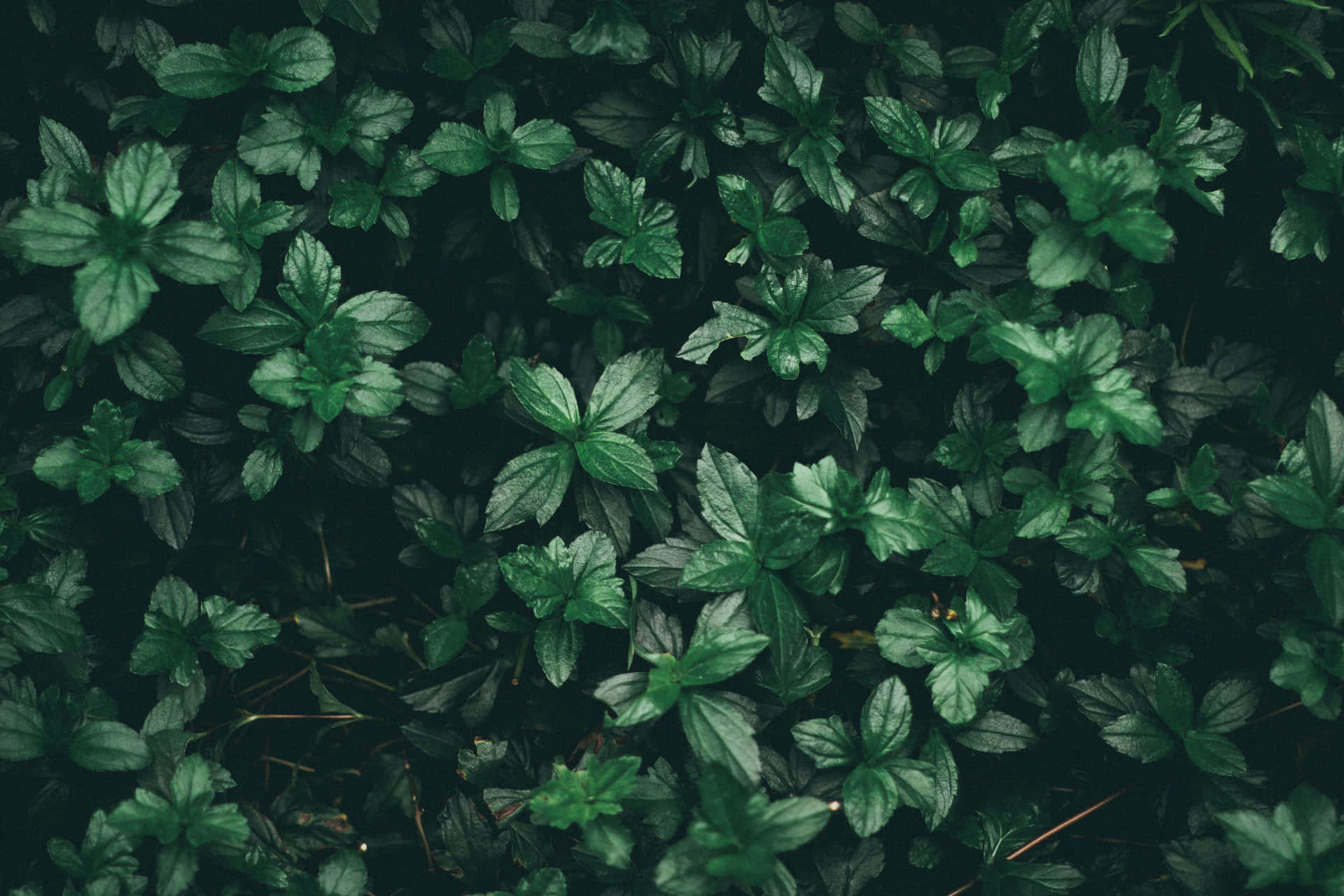 Grønne blade på en mørk baggrund Wallpaper