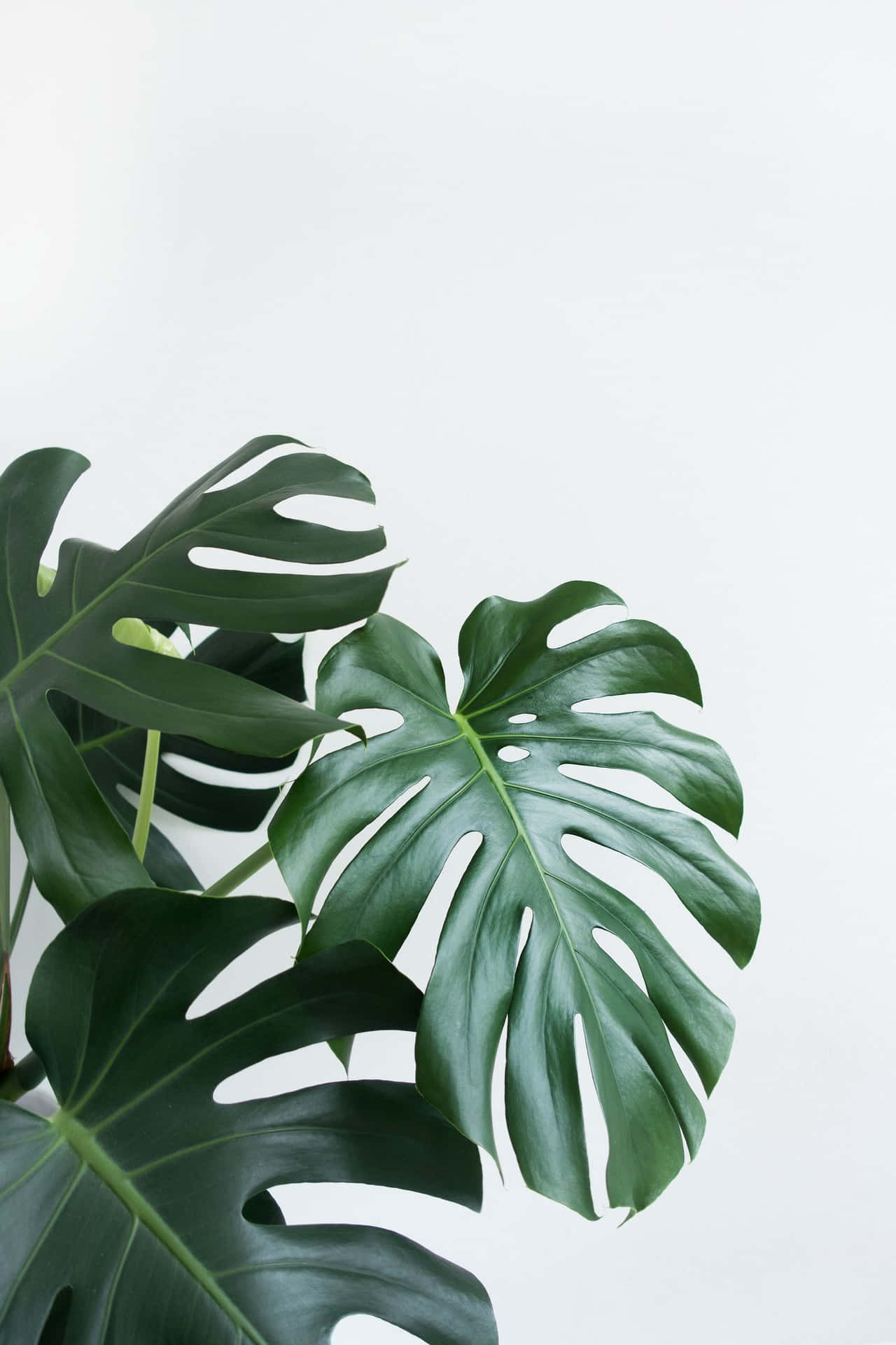 En stor plante med store blade på et hvidt baggrund Wallpaper