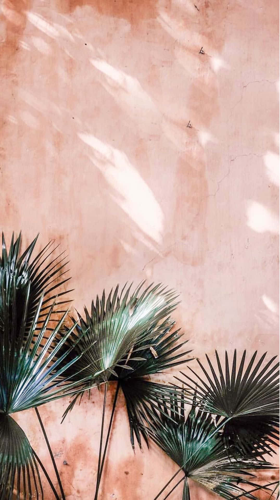 Palmenvor Einer Rosafarbenen Wand Wallpaper