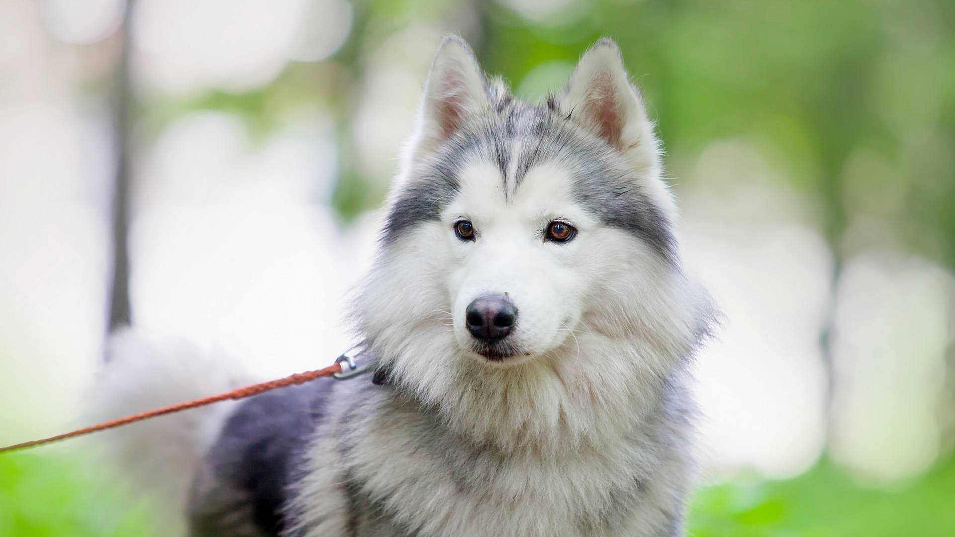 Cute Alaskan Malamute Dog On A Leash Background