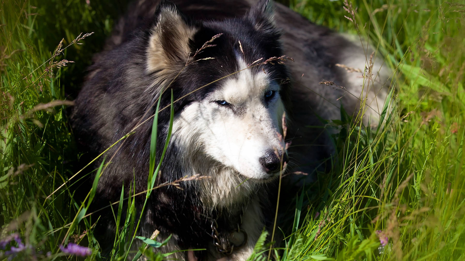 Cute Alaskan Malamute Dog On Grass Background