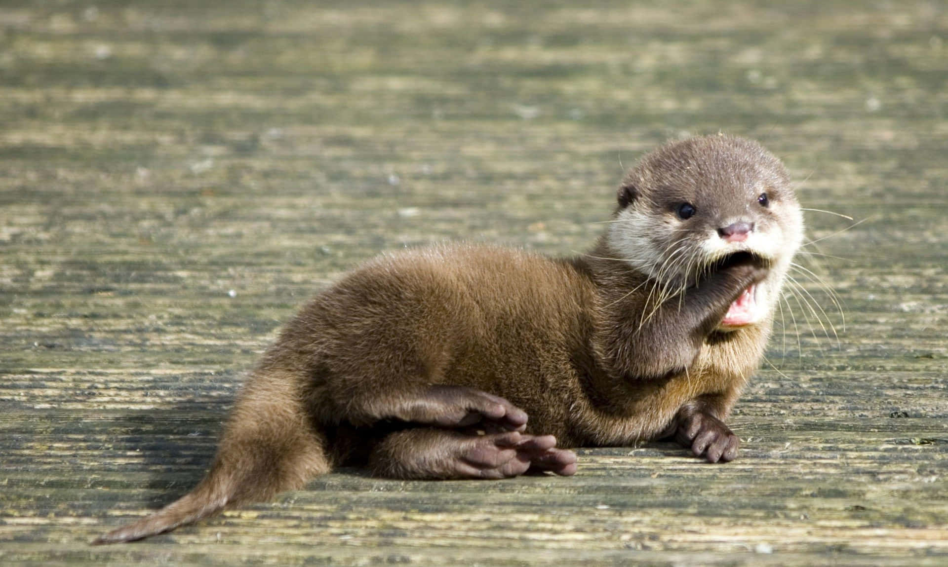 Cute Alone Otter Picture