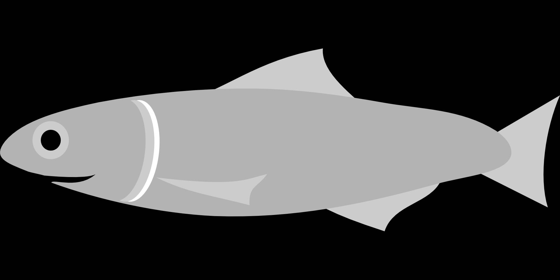 Cute Anchovies Fish Vector Graphic Art Wallpaper