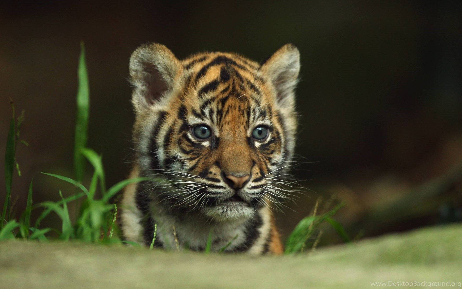 Lil' Baby Tiger