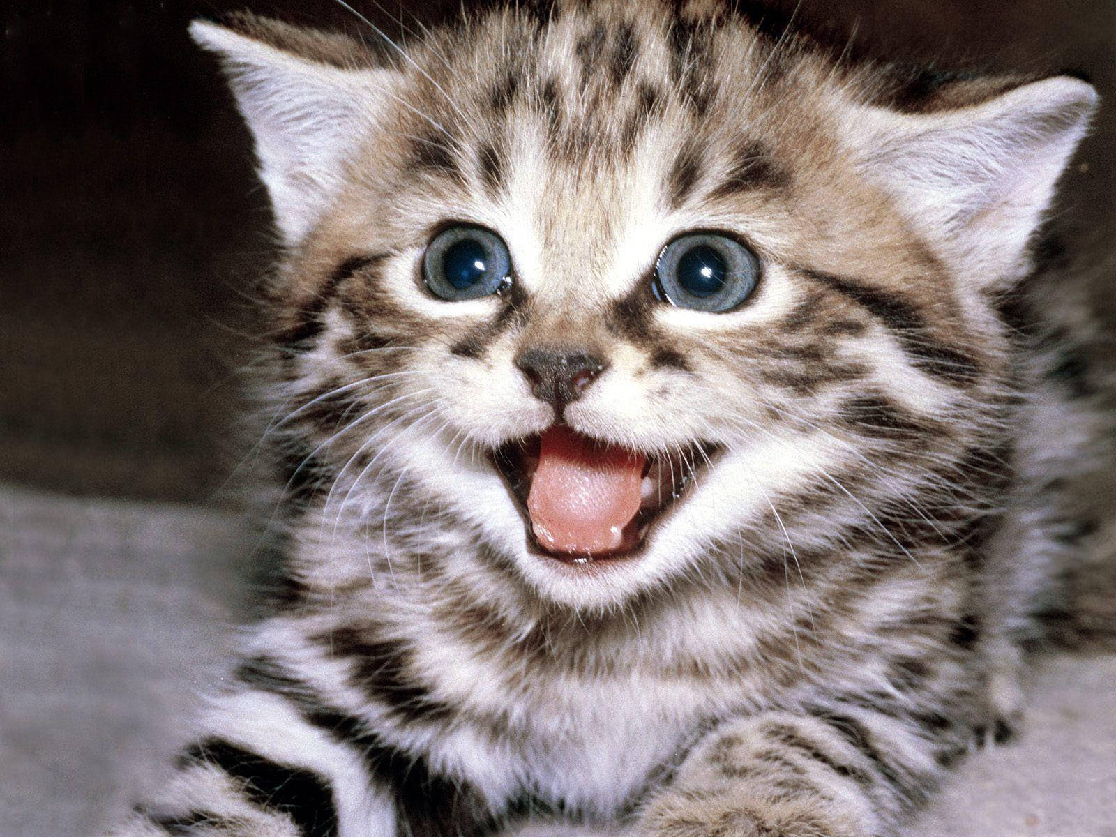 Cute And Happy Funny Cat Background