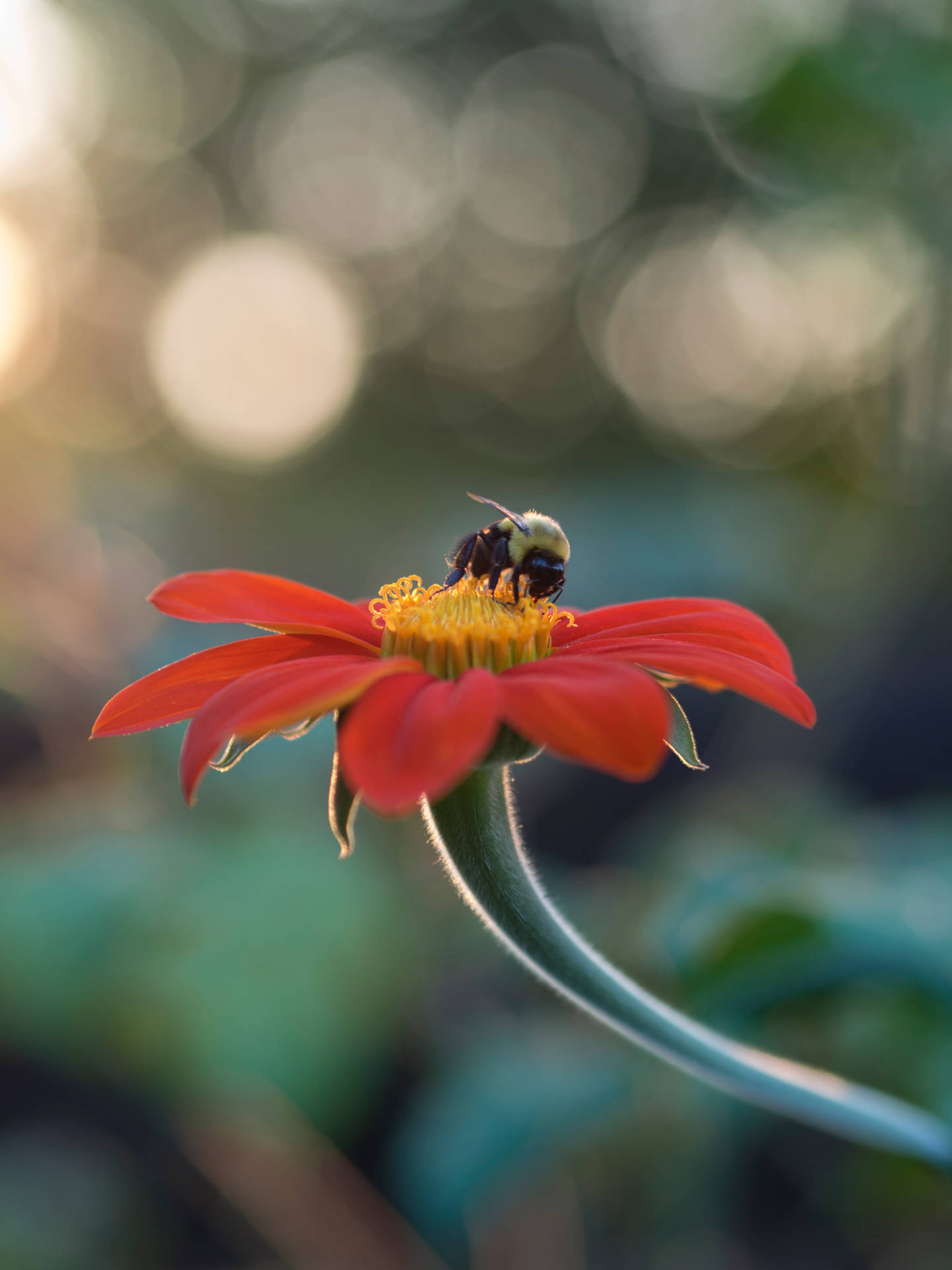 Cute Android Bee On Flower Wallpaper