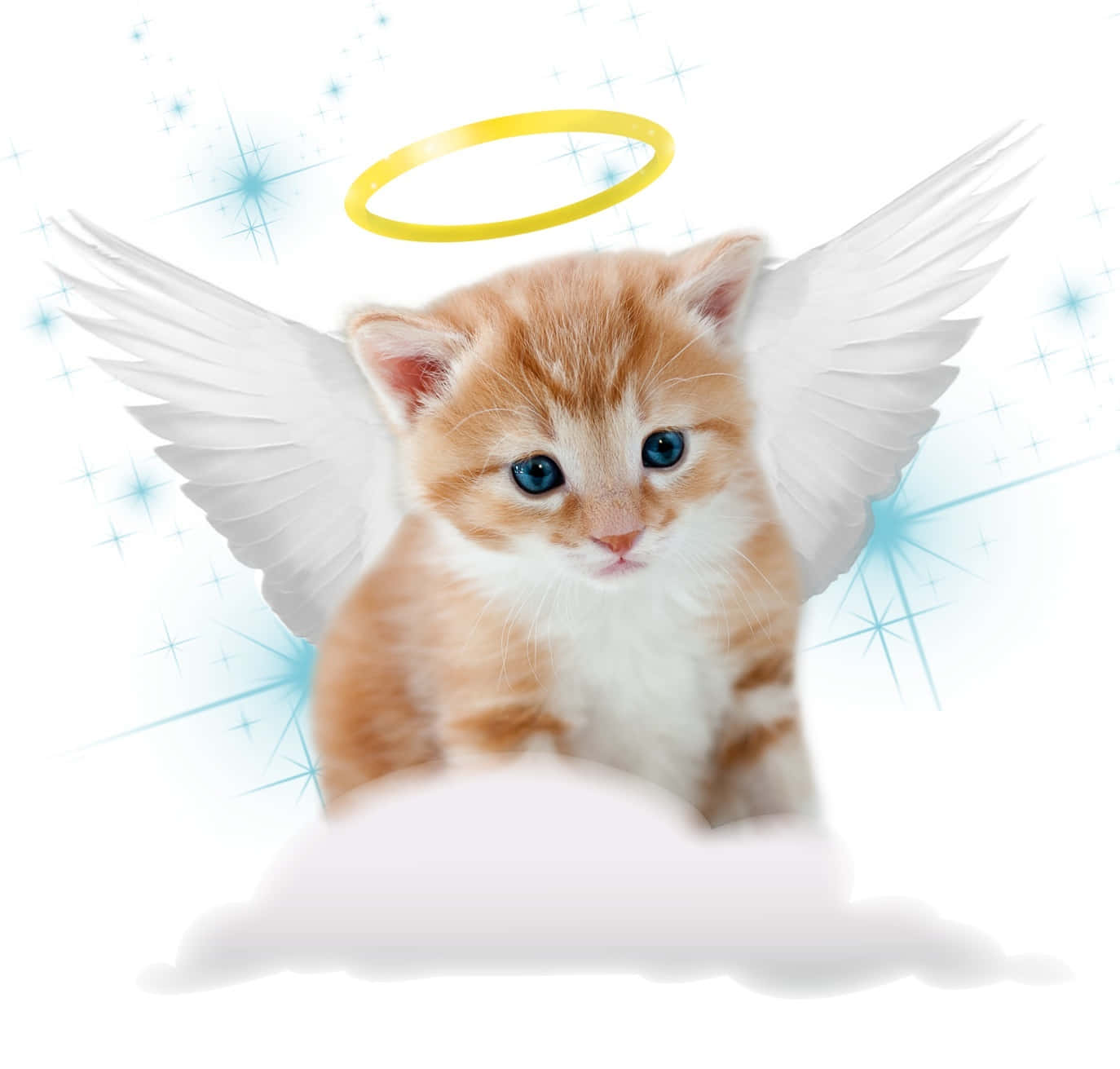 Cute Angel Kitten With A Yellow Halo Wallpaper