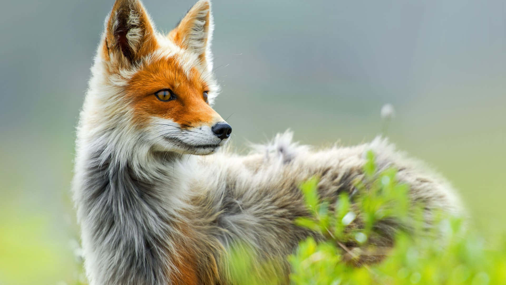 A Red Fox Is Standing In The Grass Wallpaper