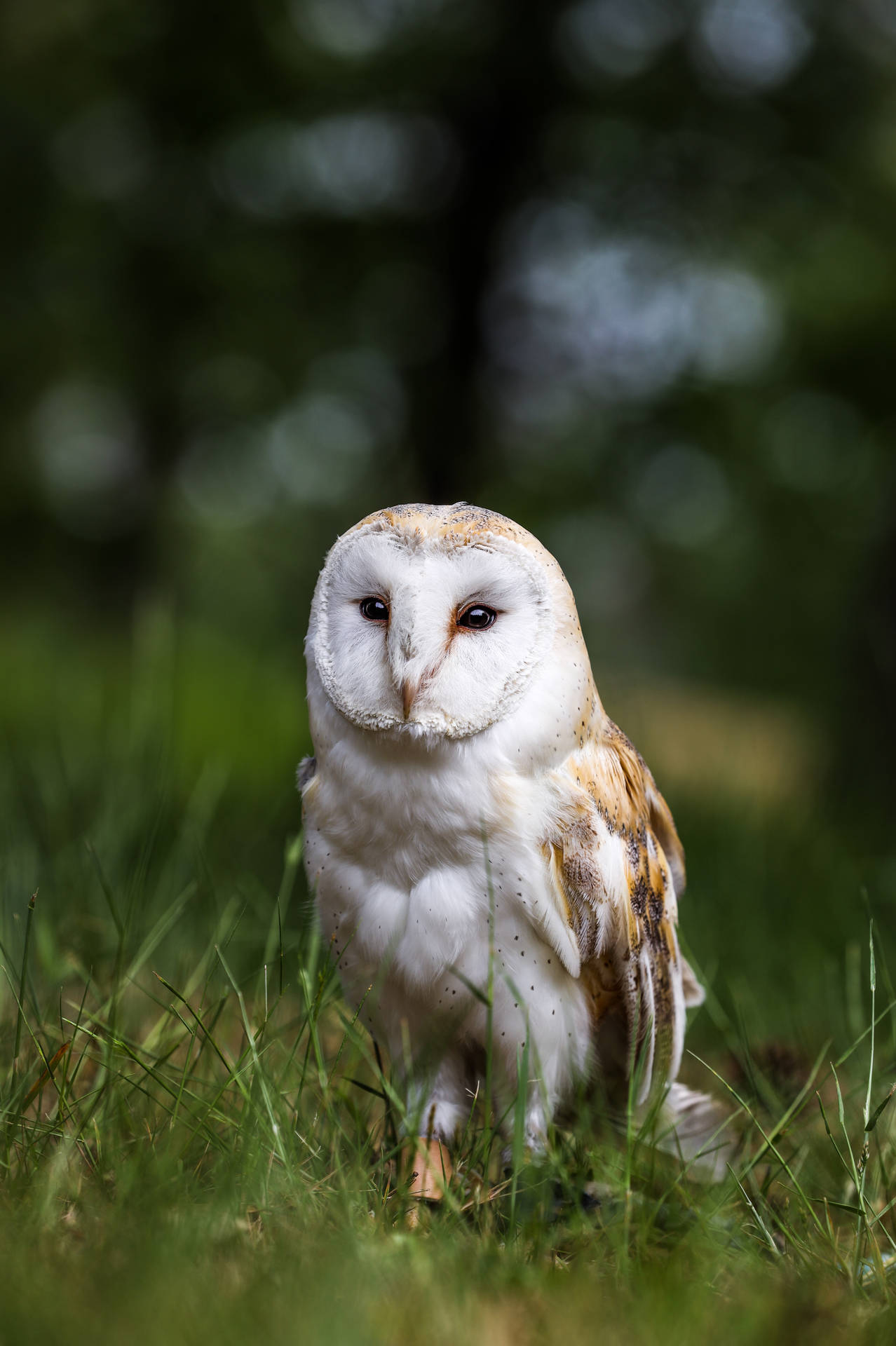 Cute Animal Barn Owl Background