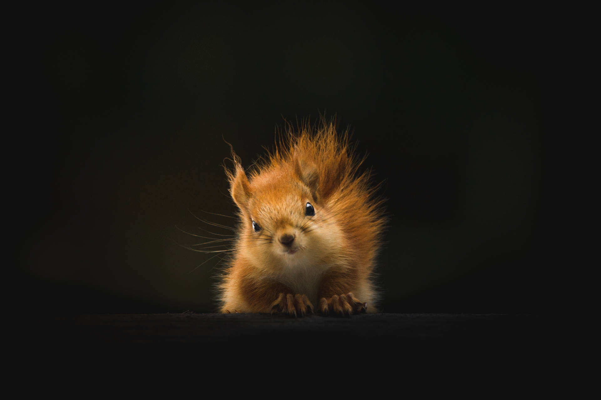Cute Animal Brown Squirrel