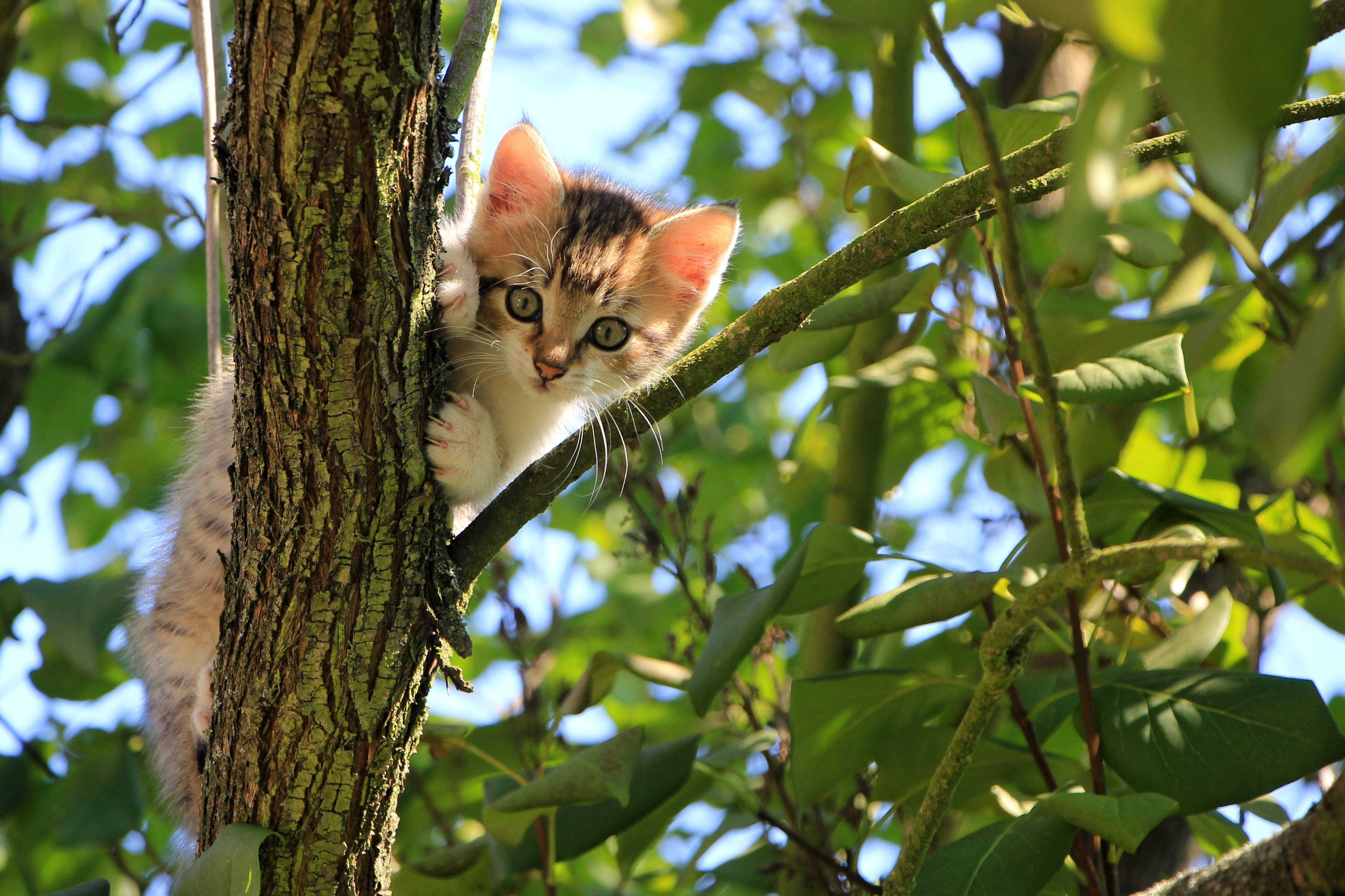 Cute Animal Cat Climbing A Tree Wallpaper
